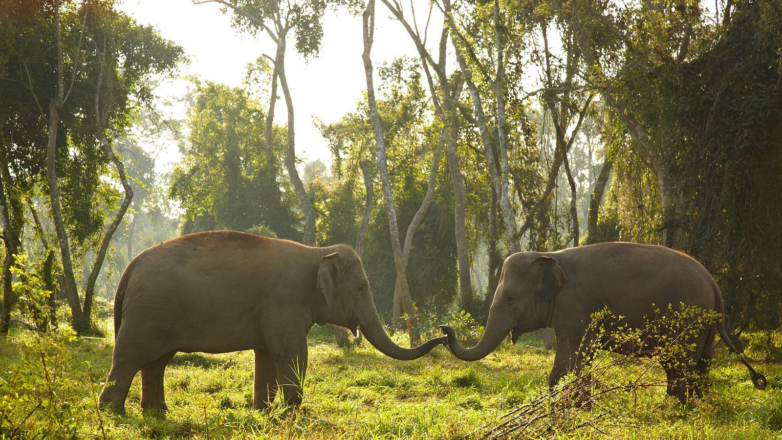 Anantara Golden Triangle Elephant Camp & Resort interior