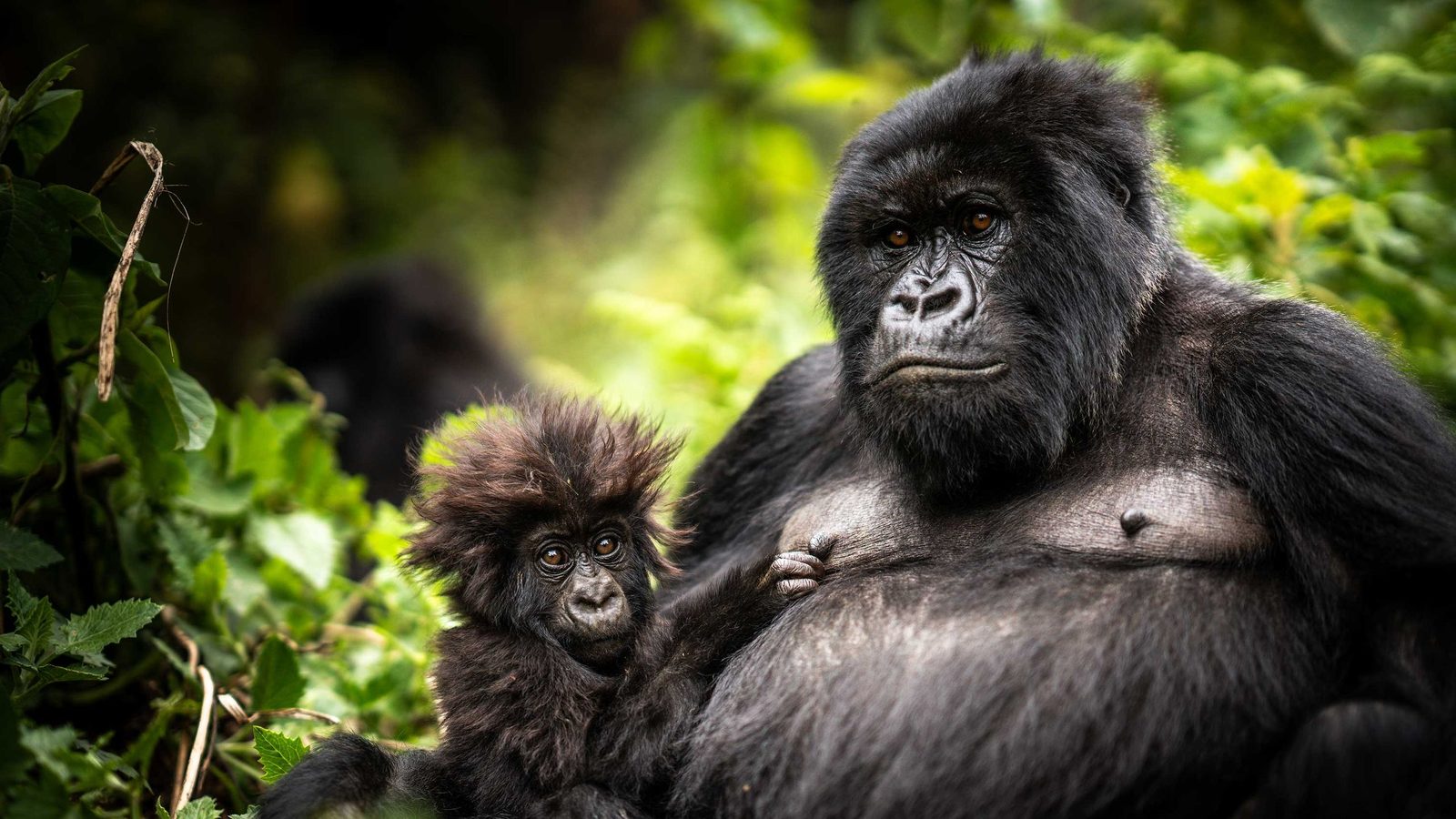 Bisate Reserve, Rwanda: First In interior