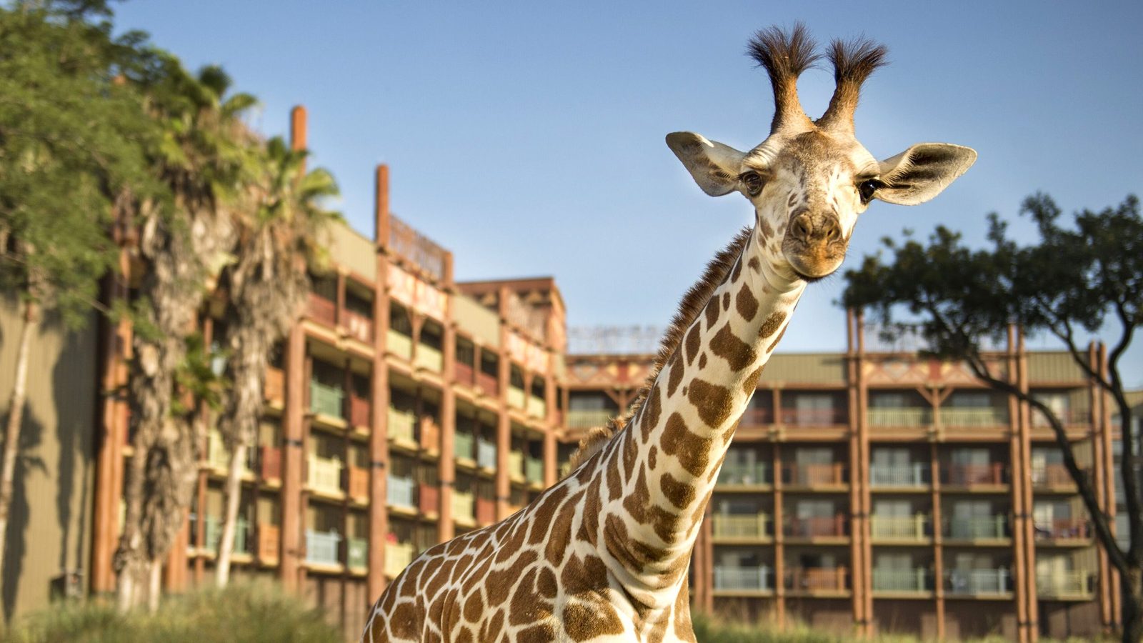 Disney’s Animal Kingdom Lodge interior