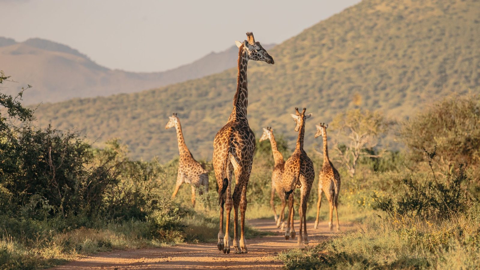 Finch Hattons interior