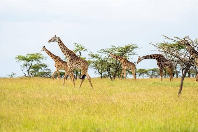 Olare Mara Kempinski Masai Mara interior